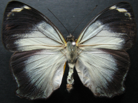 Adult Female Upper of Jezebel Nymph - Mynes geoffroyi guerini